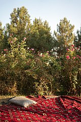 Parc public de Bibi Mahro, à Kaboul. De nombreuses familles avaient pour habitude de s'y promener avant le 15 août. Il est aujourd'hui principalement investi par les talibans. Les visiteurs prennent le thé sur des tapis comme celui-ci. Crédit photo : Ines Gil