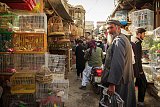 Marché aux oiseaux à Kaboul. Les volatiles sont vendus pour l'alimentation, la compagnie mais surtout pour les combats, encore fréquents en Afghanistan. Crédit photo : Ines Gil
