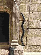 Photo 6 : Le serpent courant le long de la Derîyê Kapî Crédit photo : Émile Bouvier pour ©Les clés du Moyen-Orient 